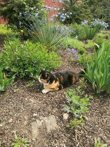 Кошка Марта Кошка Марта